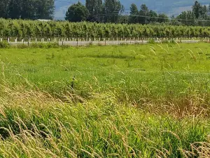 Eagle Haven Winery