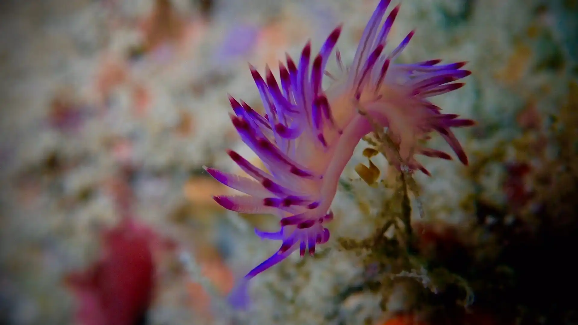 Hotels near Blacktip Scuba Phi Phi