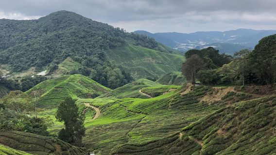 Gunung Irau (Mount Irau)