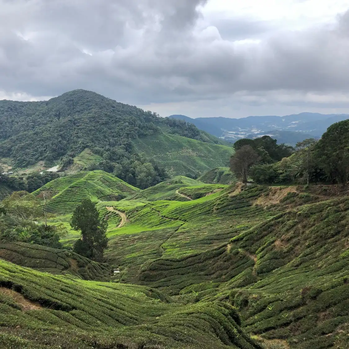 Hotels near Mount Irau