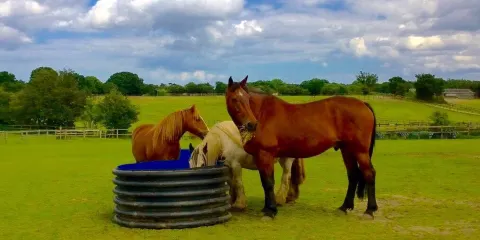Hillside Animal Sanctuary