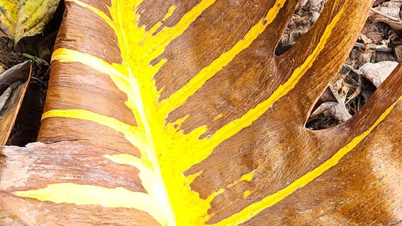 Kona Cloud Forest Sanctuary