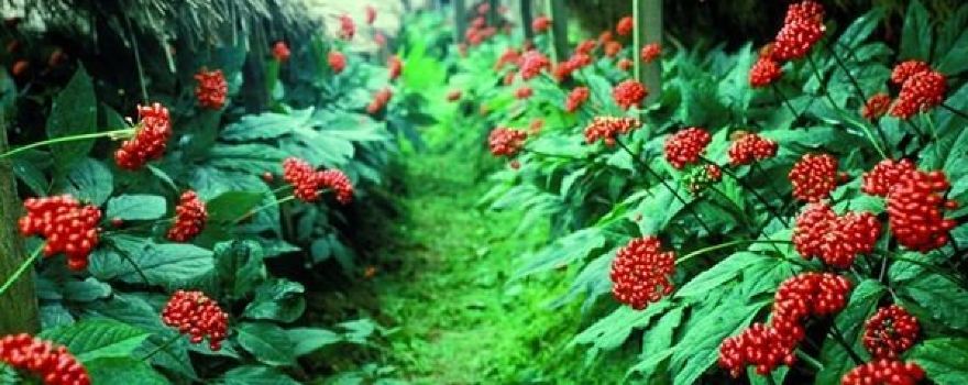 Museum of Ginseng