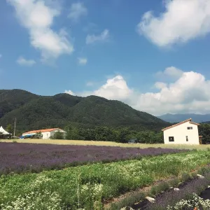 하늬라벤더팜