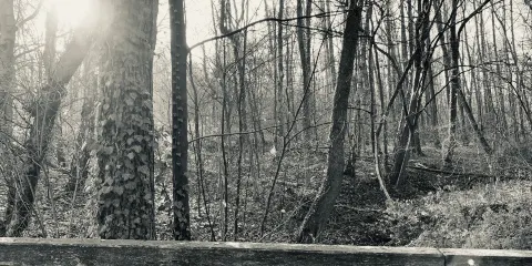 Naturschutzgebiet Beversee