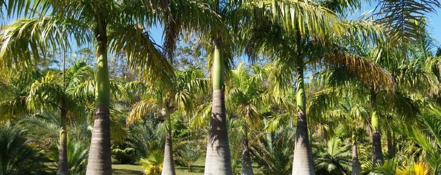 Palms Park