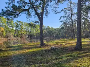 W G Jones State Forest