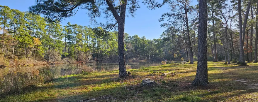 W G Jones State Forest