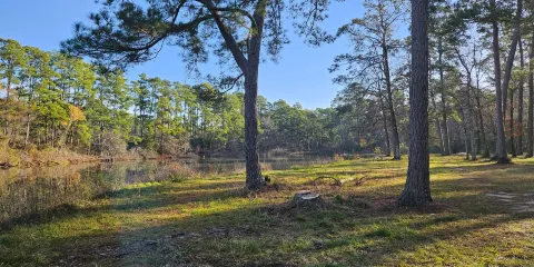 W. G. Jones State Forest