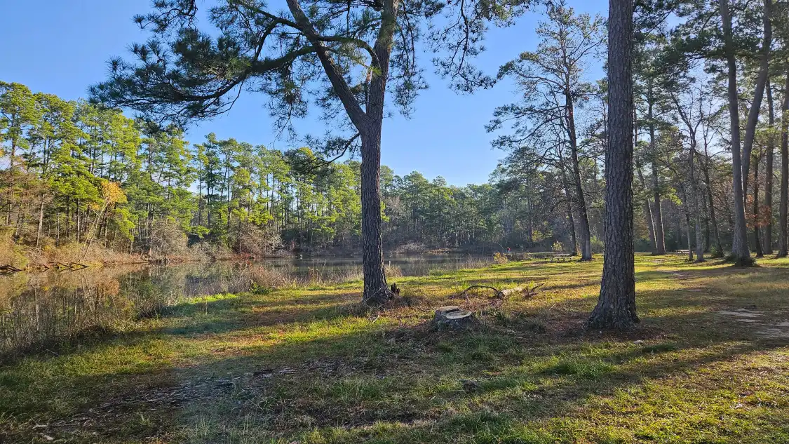 Hotels near W G Jones State Forest