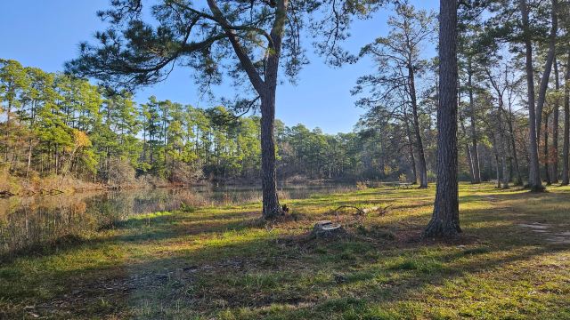 W G Jones State Forest