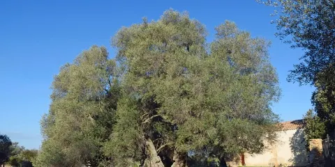 Chiesa Santa Petronilla