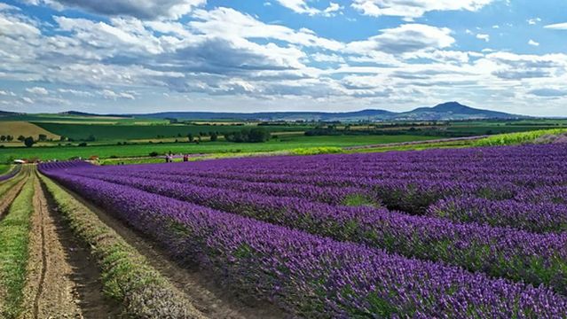 Lavandia s.r.o. Lavender farm