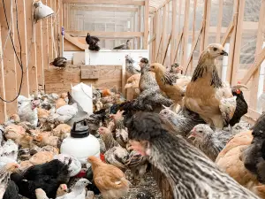 Belding Hill Farms