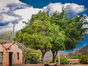 Cedro