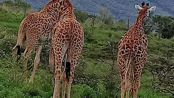 Naivasha