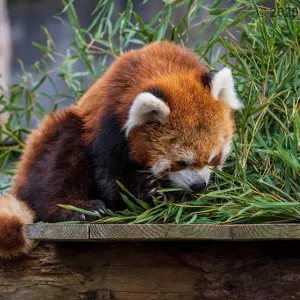 野毛山動物園