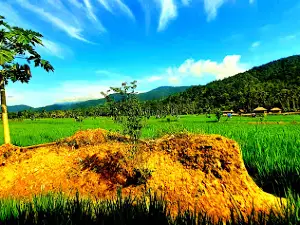 Wisata Sawah Sabarang Desa Padangbulan