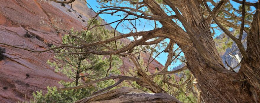 Red Hollow Canyon Trailhead