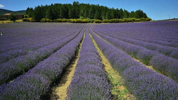Lavender Trail