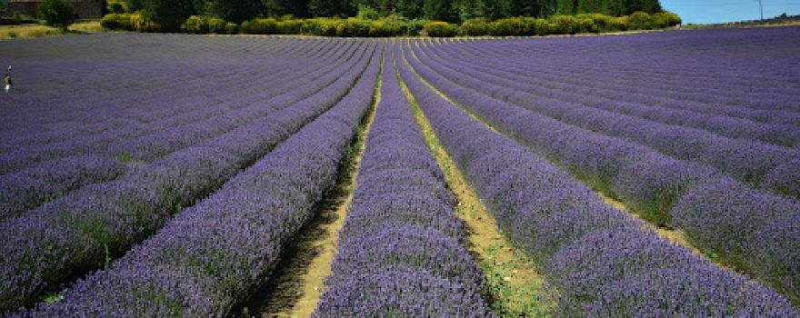 Lavender Trail