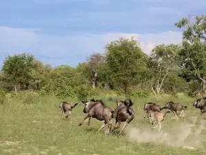 Sioma Ngwezi National Park