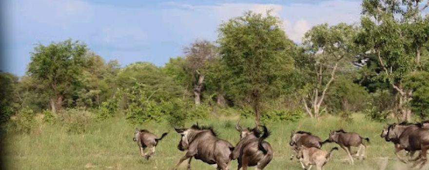 Sioma Ngwezi National Park