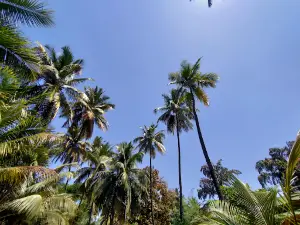 Kihim Beach Alibag