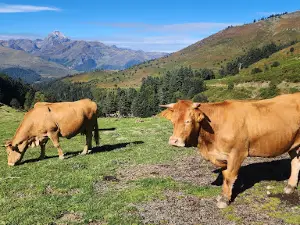 Col d'Aspin