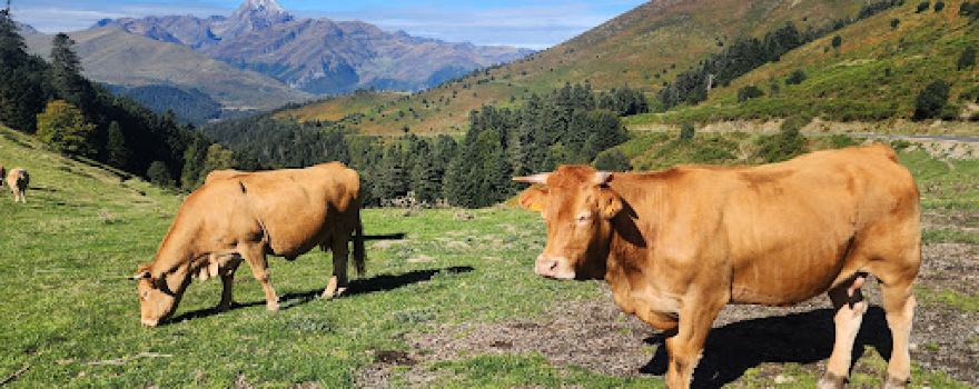 Col d'Aspin