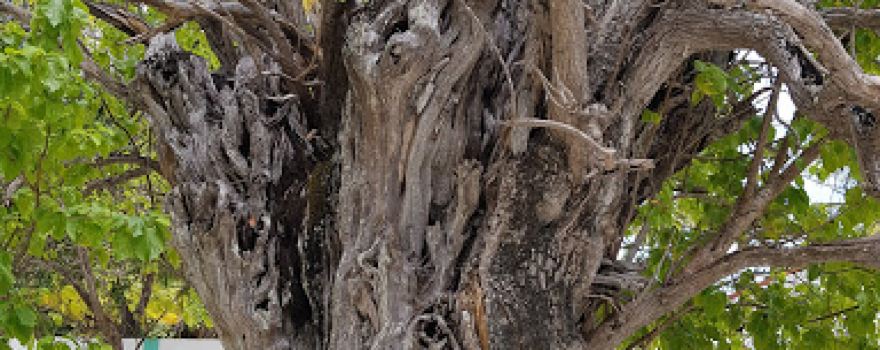 Kaani Tree