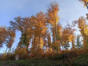 Rozhledna Vladimíra Menšíka na Hlíně