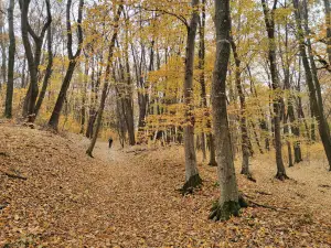 Pădurea Căldărușani