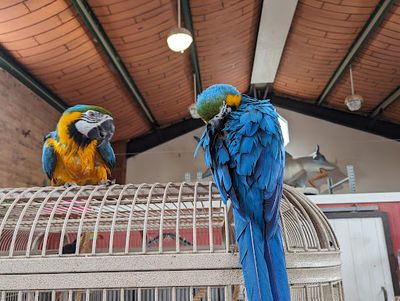 Newport Discovery Zoo