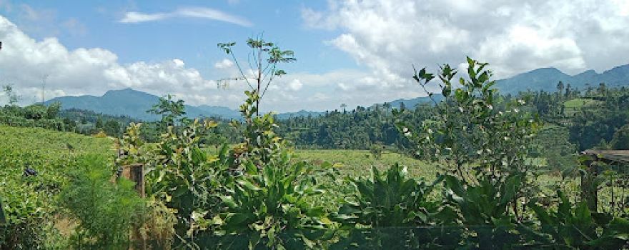 Kebun Teh Kertosari