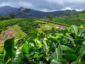 Nelliyampathy Beauty Viewpoint