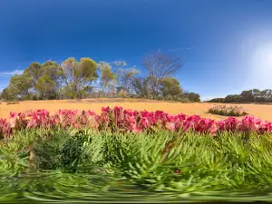 Wreath Flowers - Wildflower Season