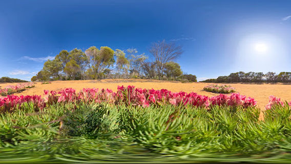 Wreath Flowers - Wildflower Season