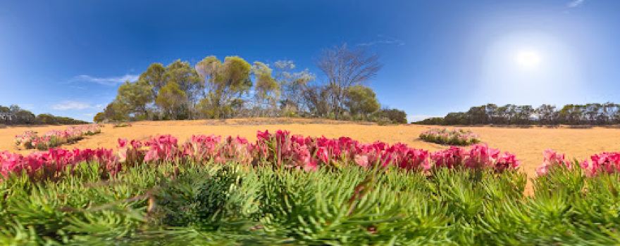 Wreath Flowers - Wildflower Season