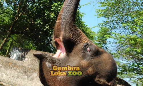 Reptiles Park Gembira Loka Zoo