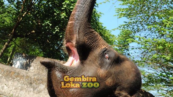 Reptiles Park Gembira Loka Zoo