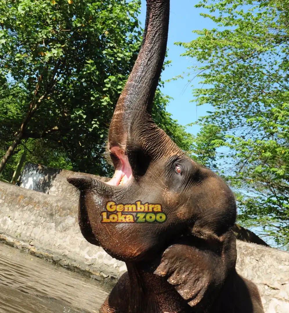 Hotels near Reptiles Park Gembira Loka Zoo
