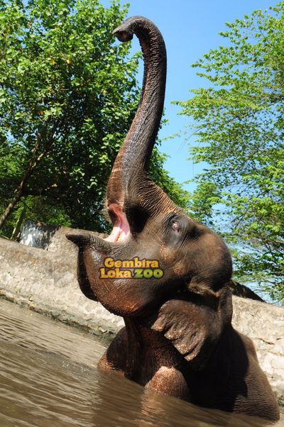 Reptiles Park Gembira Loka Zoo
