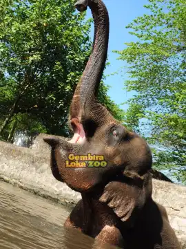 ゲムビラ ロカ動物園
