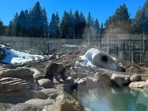 Big Bear Alpine Zoo