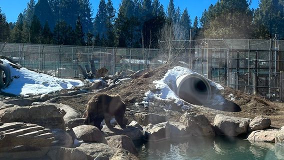 Big Bear Alpine Zoo