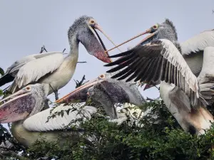Ranganathittu Bird Sanctuary