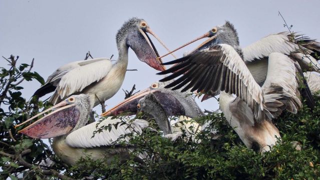 Ranganathittu Bird Sanctuary