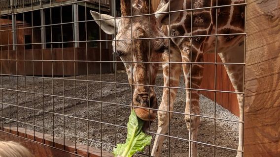 Living Treasures "Wild" Animal Park