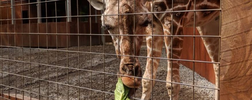 Living Treasures "Wild" Animal Park